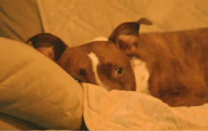 Perro pitbull.- Blog Hola Telcel