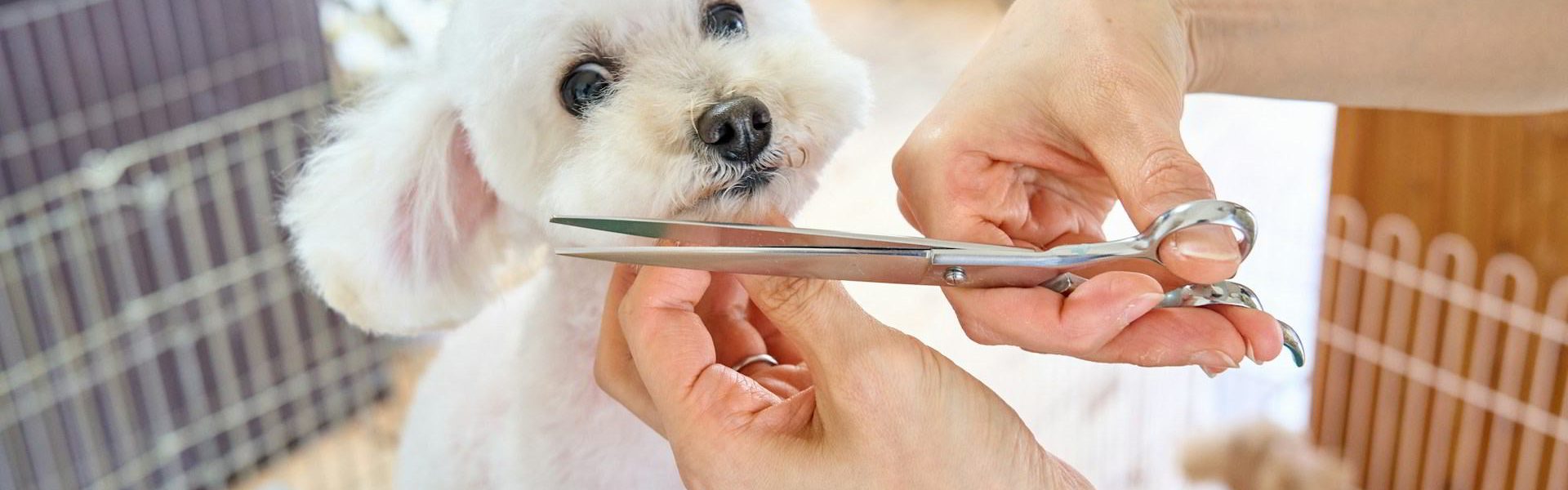 Realizarán festival para los amantes del cuidado animal en Valencia