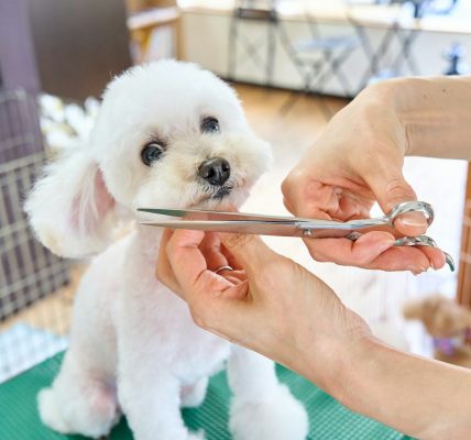 Realizarán festival para los amantes del cuidado animal en Valencia