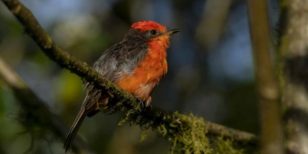 Reproducción histórica de dos especies de aves terrestres en Galápagos