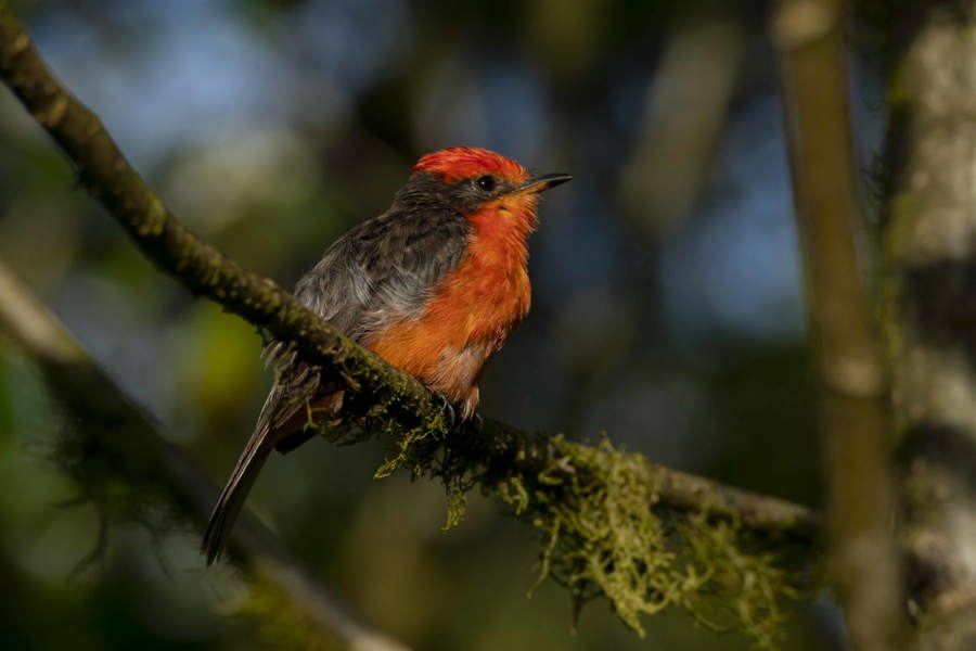 Reproducción histórica de dos especies de aves terrestres en Galápagos