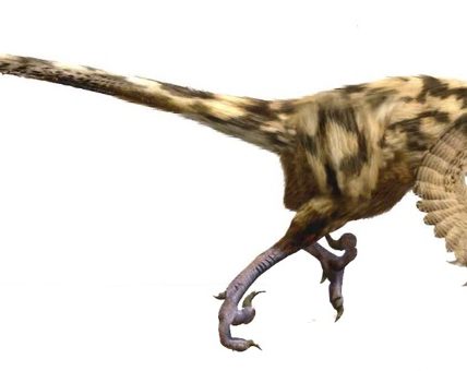 Revelan que en Pirineos había gran diversidad de dinosaurios carnívoros