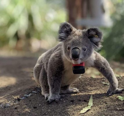 Revelan que los koalas solo pasan 10 minutos al día en el suelo