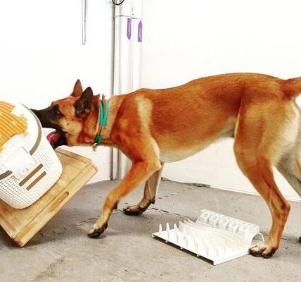 Revelan que los perros muestran comportamientos similares a la adicción