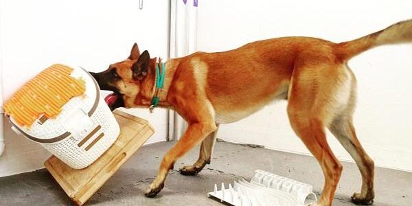 Revelan que los perros muestran comportamientos similares a la adicción