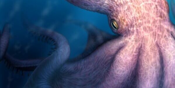 Revelaron que pulpos gigantes dominaron los mares durante el Cretácico
