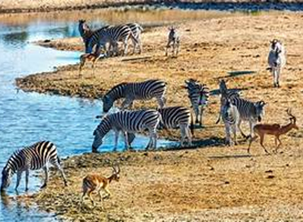 Safari en el Parque Nacional de Kruger