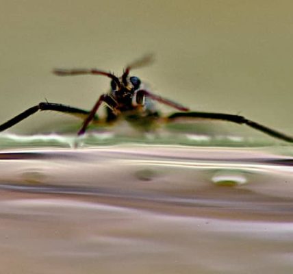 Sistema de insectos sirve de inspiración para crear robot acuático