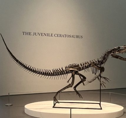 Sotheby's presenta nueva subasta: un ´dinosaurio bebé´