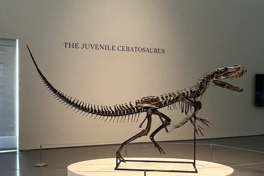 Sotheby's presenta nueva subasta: un ´dinosaurio bebé´