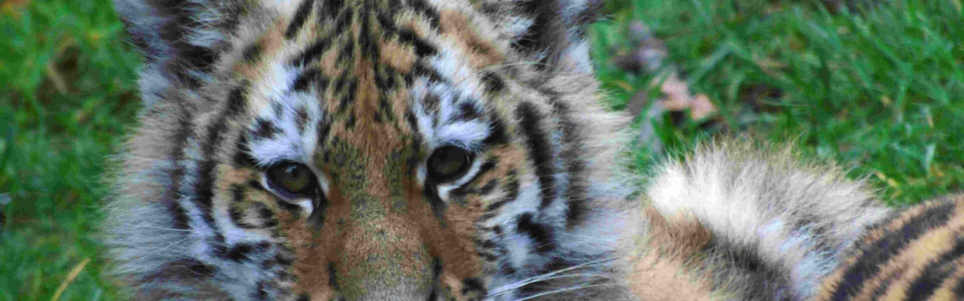 Tigresa del Sur de China da a luz a trillizos en centro de conservación de Fujian