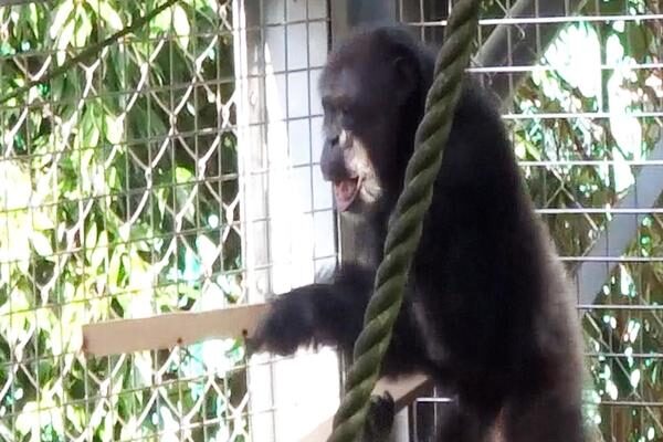 Un chimpancé hace percusión acompañado de sonidos similares a expresiones vocales