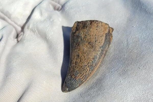 Un diente revela qué reptil marino extinto pudo vivir en agua dulce