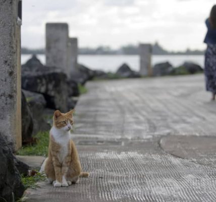 Un estudio descubre la mutación que hace únicos a los gatos naranjas