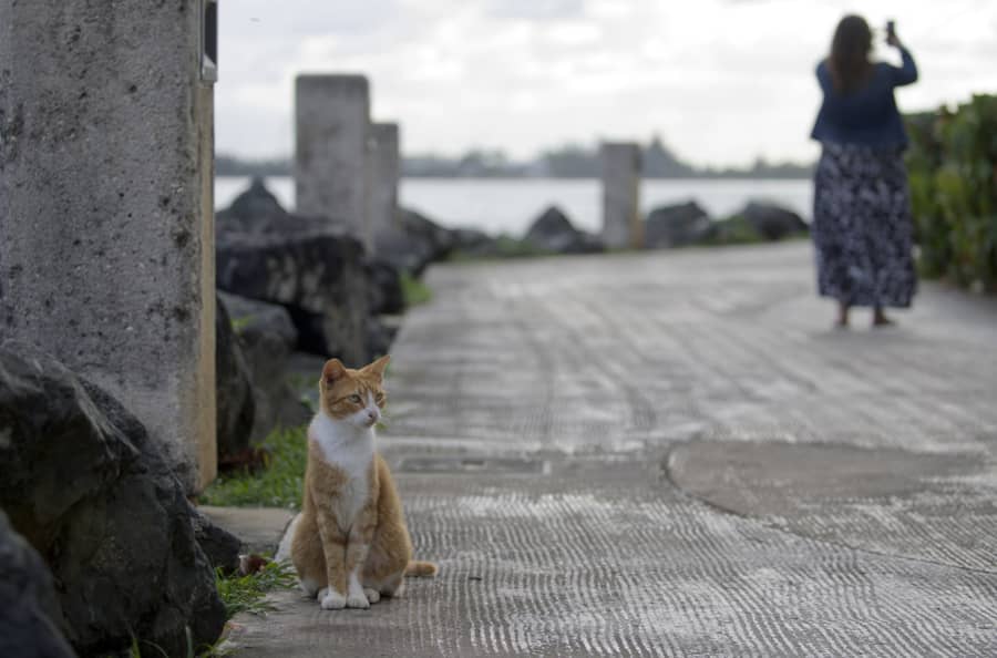 Un estudio descubre la mutación que hace únicos a los gatos naranjas