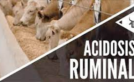 Conozca más de la Acidosis, una Enfermedad que Ataca a las Vacas Lecheras: Causas, Síntomas y Tratamientos